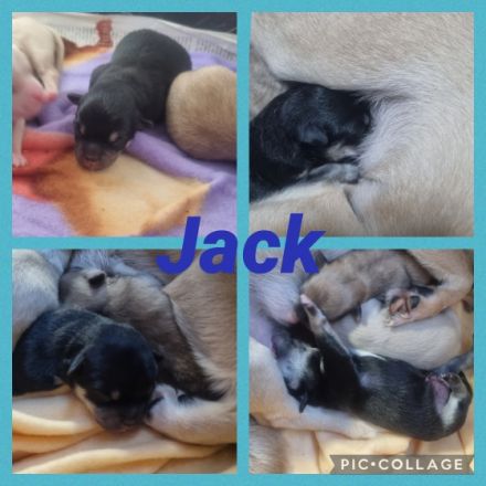 Am 16.02. sind bei uns ganz bezaubernde Pomchi Welpen