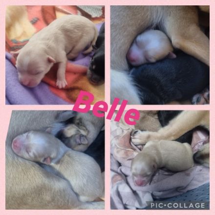 Am 16.02. sind bei uns ganz bezaubernde Pomchi Welpen