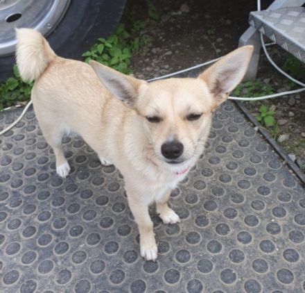 Am 16.02. sind bei uns ganz bezaubernde Pomchi Welpen