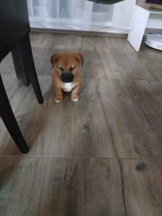Unsere wunderbaren, zuckersüßen Shiba inu Welpen suchen