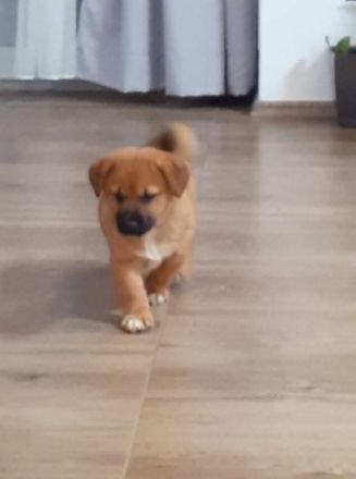 Unsere wunderbaren, zuckersüßen Shiba inu Welpen suchen