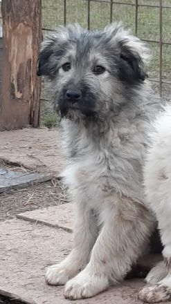 Von den acht Geschwistern, hat eins ein Zuhause