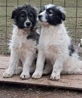 Von den acht Geschwistern, hat eins ein Zuhause