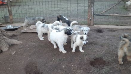 Von den acht Geschwistern, hat eins ein Zuhause