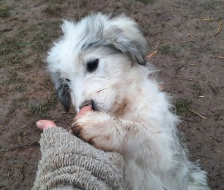 Von den acht Geschwistern, hat eins ein Zuhause