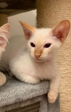 Der kleine Kater 4 Monate alt sucht ein neues Zuhause.