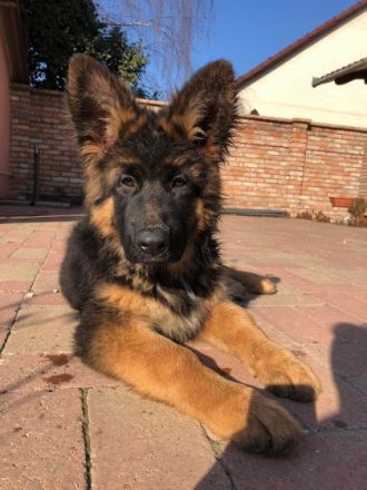Mein Vater in Ungarn bietet das Deutsche Schäferhund