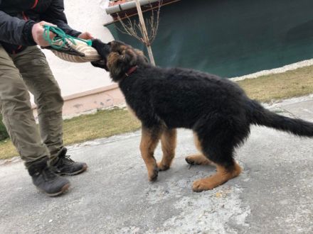 Mein Vater in Ungarn bietet das Deutsche Schäferhund