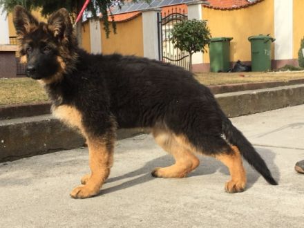 Mein Vater in Ungarn bietet das Deutsche Schäferhund