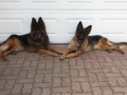 Mein Vater in Ungarn bietet das Deutsche Schäferhund