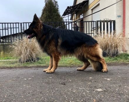 Mein Vater in Ungarn bietet das Deutsche Schäferhund