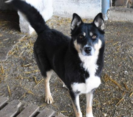 Maja, wk, 11/2018, 50 cm