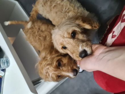 Cavapoo - drei Rüden, geboren am 27.Oktober 2021 suchen