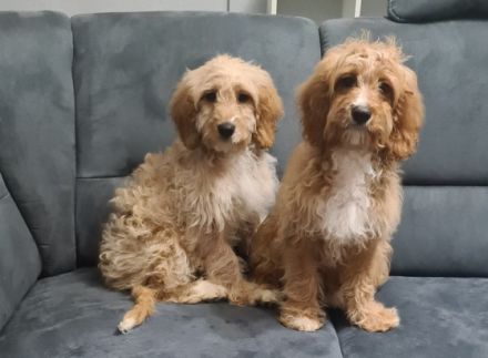 Cavapoo - drei Rüden, geboren am 27.Oktober 2021 suchen
