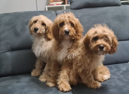 Cavapoo - drei Rüden, geboren am 27.Oktober 2021 suchen
