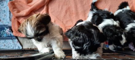 Der Welpe ist der letzte von Vieren. Er ist geimpft