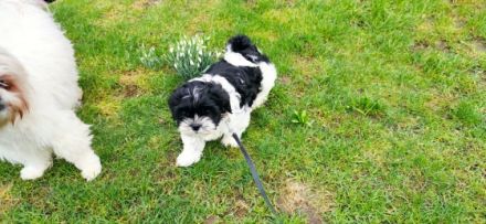 Der Welpe ist der letzte von Vieren. Er ist geimpft