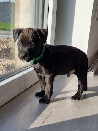 Unsere Luna hat am 30.12.2021 bei ihrem ersten Wurf (A