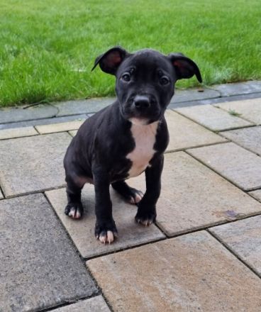 Unsere Luna hat am 30.12.2021 bei ihrem ersten Wurf (A