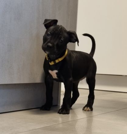 Unsere Luna hat am 30.12.2021 bei ihrem ersten Wurf (A