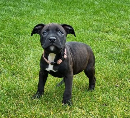 Unsere Luna hat am 30.12.2021 bei ihrem ersten Wurf (A