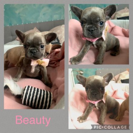 Am 24.01.22 hat unsere Reinrassige Französisch Bulldogg