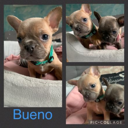 Am 24.01.22 hat unsere Reinrassige Französisch Bulldogg