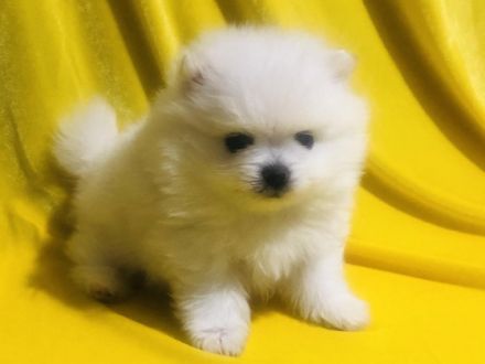 Wir suchen für unsere kleine Maus ein gutes neues