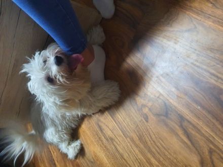 Srecko, Muss meinen süßen Hund leider bis zum 28.02.22