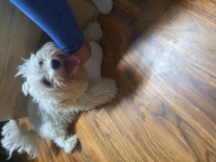 Srecko, Muss meinen süßen Hund leider bis zum 28.02.22