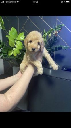 Wir suchen Familien,die ganz besonderen Hunden ein