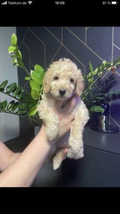 Wir suchen Familien,die ganz besonderen Hunden ein