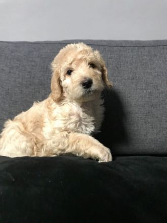 Wir suchen Familien,die ganz besonderen Hunden ein