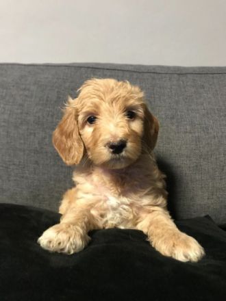 Wir suchen Familien,die ganz besonderen Hunden ein