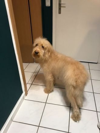 Wir suchen Familien,die ganz besonderen Hunden ein