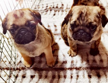 Am 28.12.2021 brachte unsere liebe und wunderbare Mops