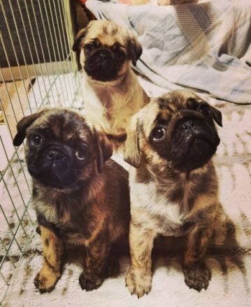 Am 28.12.2021 brachte unsere liebe und wunderbare Mops