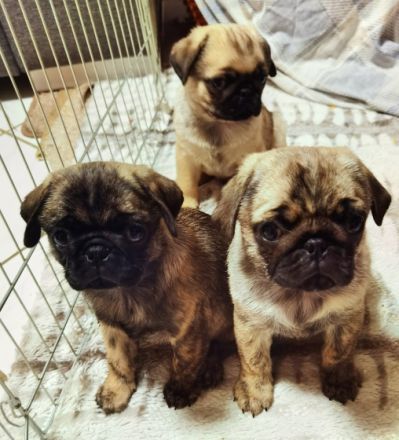 Am 28.12.2021 brachte unsere liebe und wunderbare Mops