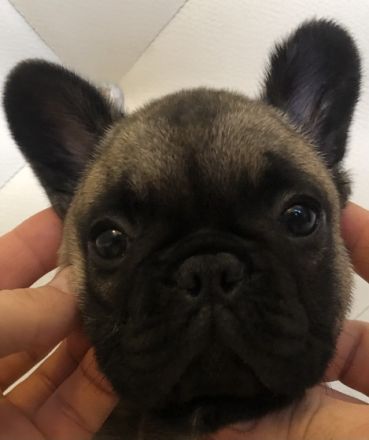 Am 28. Dezember 2021 wurden wunderschöne Französische