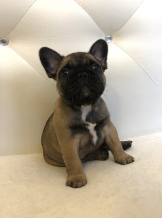 Am 28. Dezember 2021 wurden wunderschöne Französische