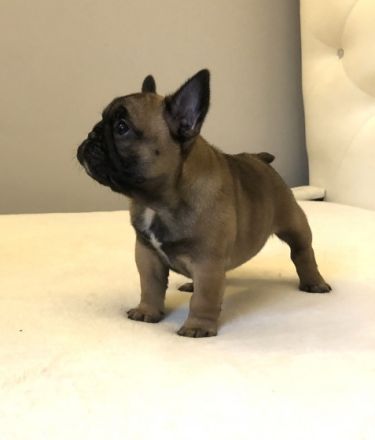 Am 28. Dezember 2021 wurden wunderschöne Französische