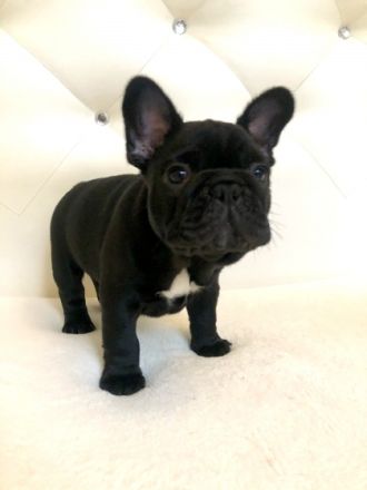 Am 28. Dezember 2021 wurden wunderschöne Französische