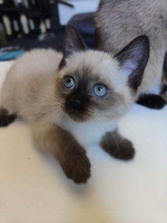 >Hallo Katzen Freunde, Mein Kätchen( mit Stammbaum )