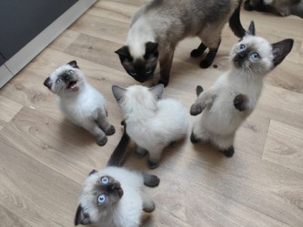 >Hallo Katzen Freunde, Mein Kätchen( mit Stammbaum )