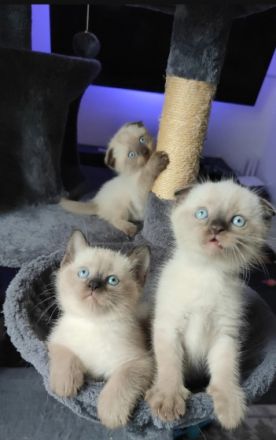 >Hallo Katzen Freunde, Mein Kätchen( mit Stammbaum )