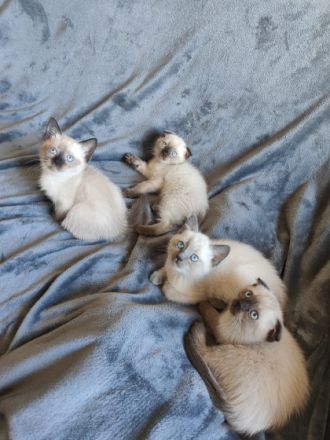 >Hallo Katzen Freunde, Mein Kätchen( mit Stammbaum )