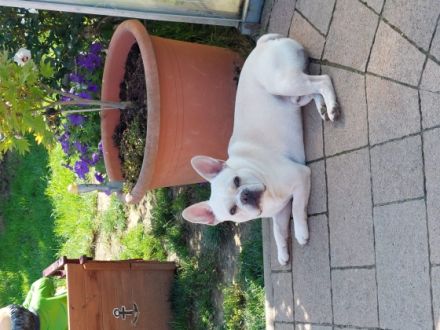 Hallo , Wir sind 2 verschmuste ,gut sozialisierte