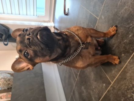 ***NOTVERKAUF*** Liebe Hundeliebhaber Unser kleine