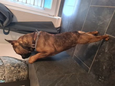 ***NOTVERKAUF*** Liebe Hundeliebhaber Unser kleine