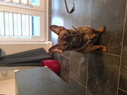 ***NOTVERKAUF*** Liebe Hundeliebhaber Unser kleine